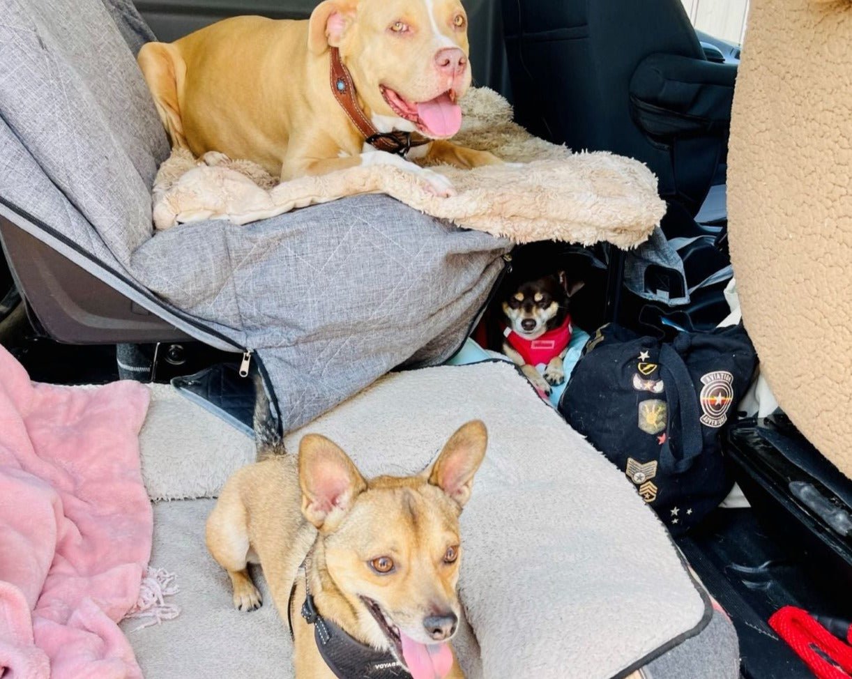 Dogs in van using TNTvans seat extension for pets.